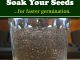 How To Soak Your Seeds