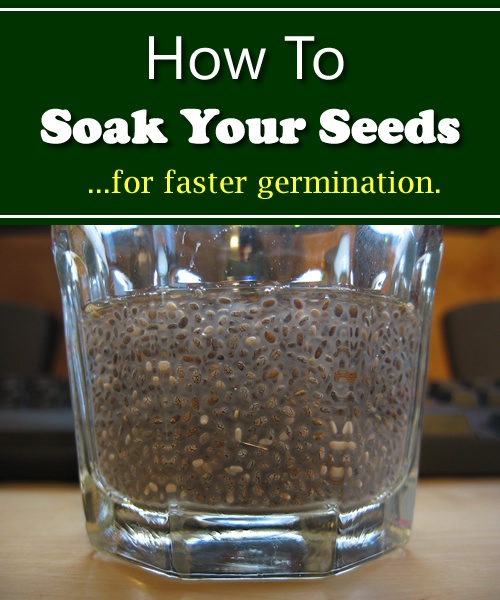 How To Soak Your Seeds