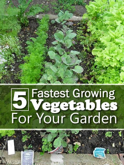 5 fastest growing vegetables for your garden