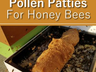 How To Make Pollen Patties For Bees