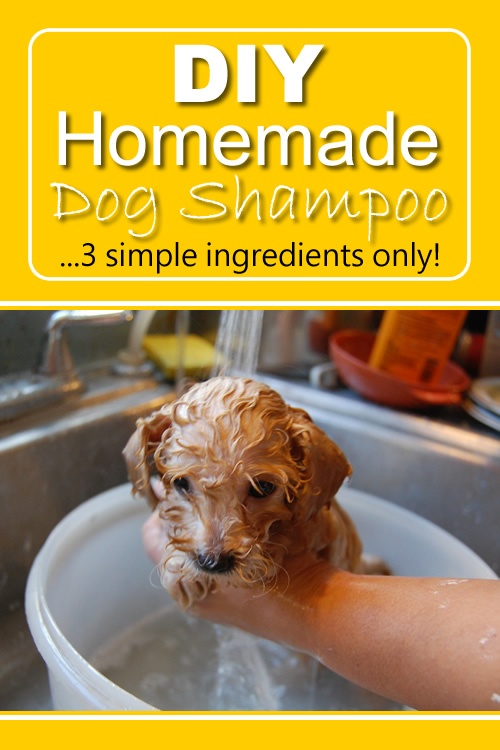 DIY Homemade Dog Shampoo Recipe