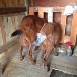DIY Pallet Goat Milking Stand