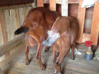 DIY Pallet Goat Milking Stand