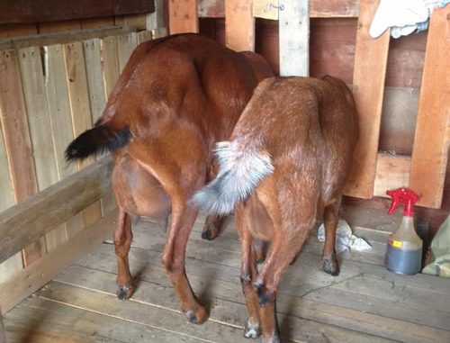 DIY Pallet Goat Milking Stand