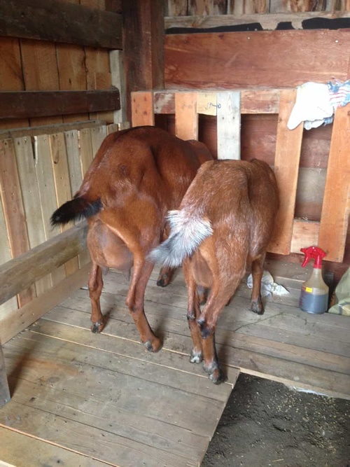 DIY Pallet Goat Milking Stand