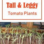 How To Fix Leggy Tomato Plants