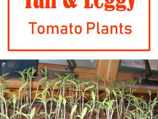 How To Fix Leggy Tomato Plants