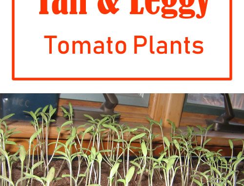 How To Fix Leggy Tomato Plants