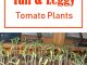 How To Fix Leggy Tomato Plants