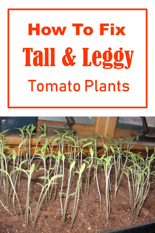 How To Fix Leggy Tomato Plants