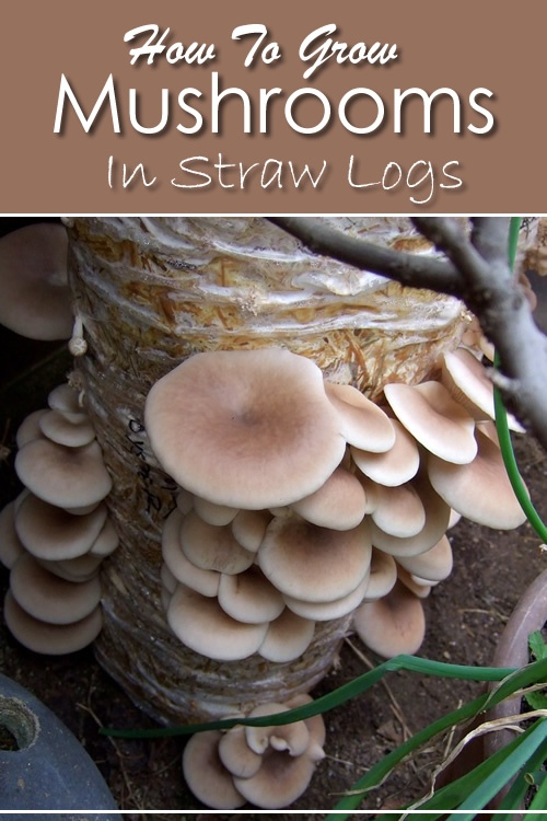 How To Grow Mushrooms In Straw Logs