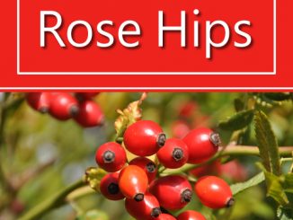 How To Grow Rose Hips