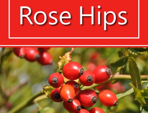 How To Grow Rose Hips
