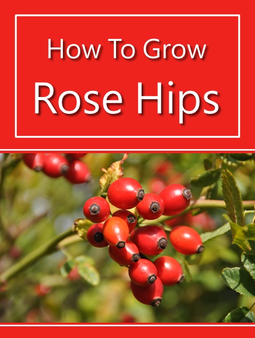 How To Grow Rose Hips