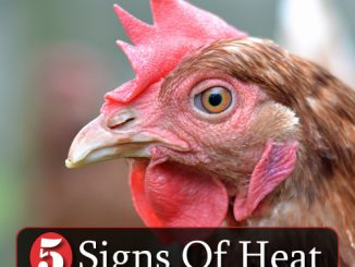 5 Signs Of Heat Exhaustion In Chickens