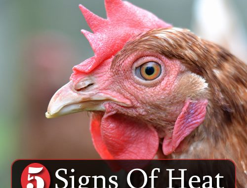 5 Signs Of Heat Exhaustion In Chickens