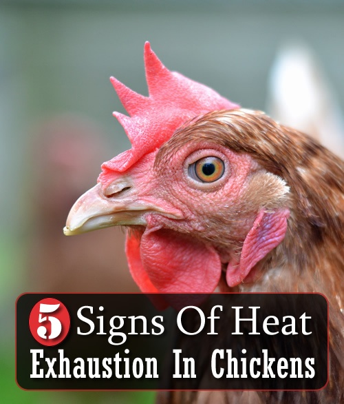 5 Signs Of Heat Exhaustion In Chickens