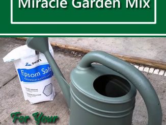 DIY Epsom Salt Miracle Garden Mix