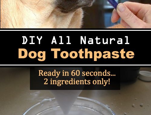 Homemade All Natural Dog Toothpaste