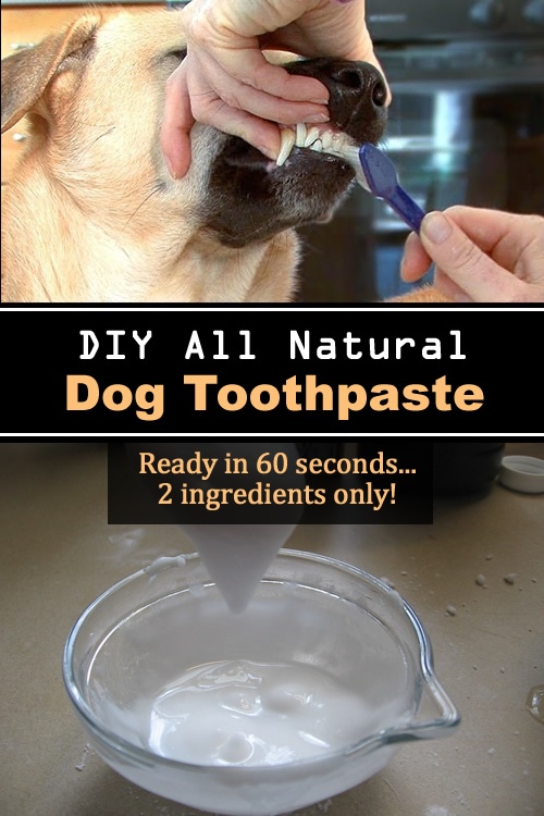 DIY All Natural Dog Toothpaste