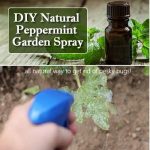 DIY Natural Peppermint Garden Spray