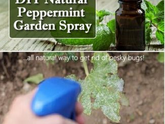 DIY Natural Peppermint Garden Spray