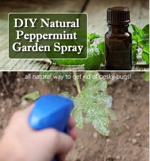 DIY Natural Peppermint Garden Spray