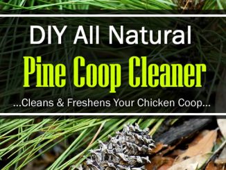 DIY Natural Pine Coop Cleaner Recipe