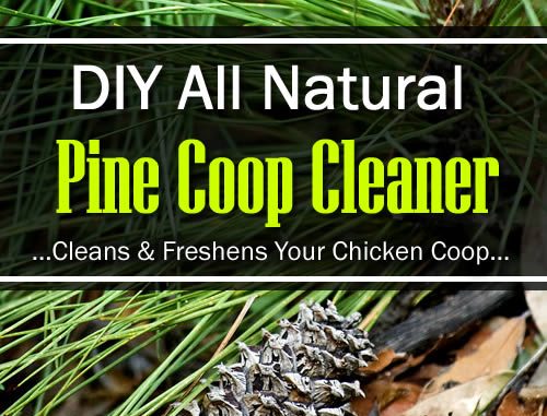 DIY Natural Pine Coop Cleaner Recipe