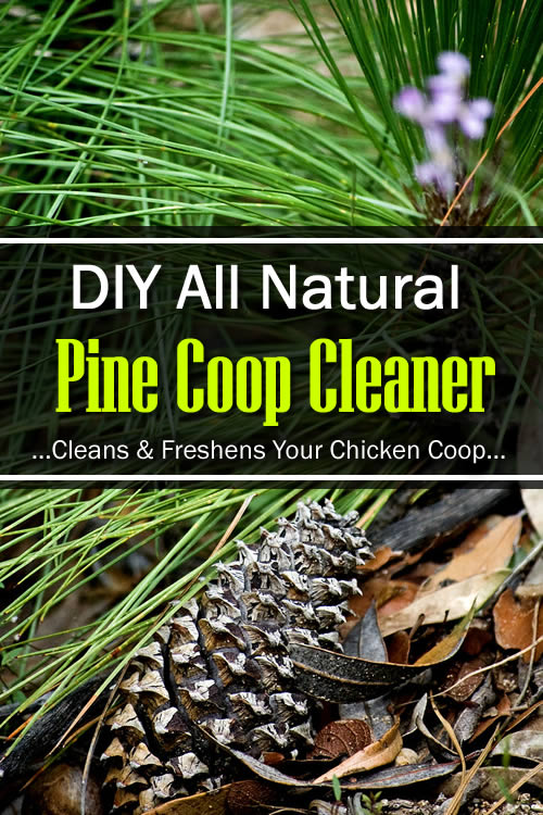DIY Natural Pine Coop Cleaner Recipe