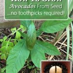 How To Grow Avocados From Seed