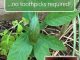 How To Grow Avocados From Seed
