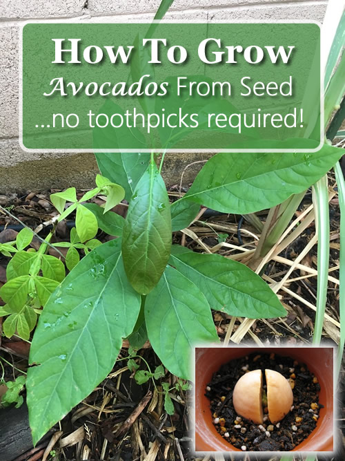 How To Grow Avocados From Seed