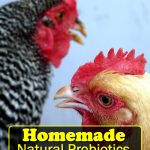 Homemade Natural Probiotics For Chickens