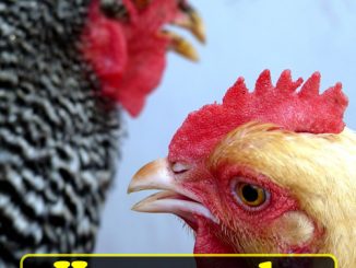 Homemade Natural Probiotics For Chickens