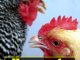 Homemade Natural Probiotics For Chickens