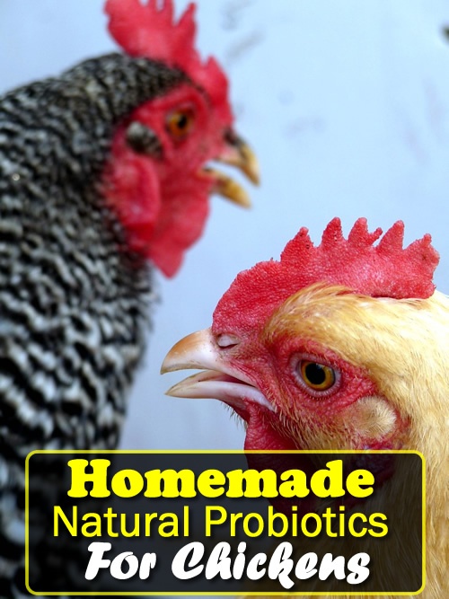 Homemade Probiotics For Chickens
