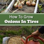 How To Grow Onions In Tires