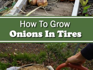 How To Grow Onions In Tires