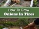 How To Grow Onions In Tires