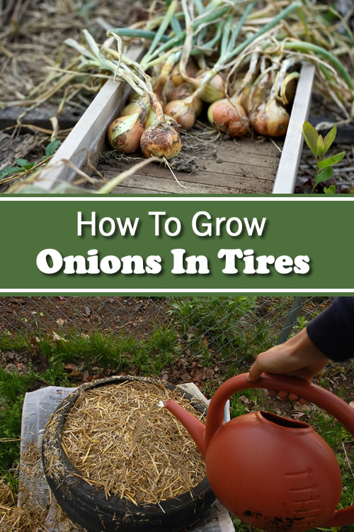 How To Grow Onions In Tires