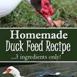Homemade Duck feed Recipe