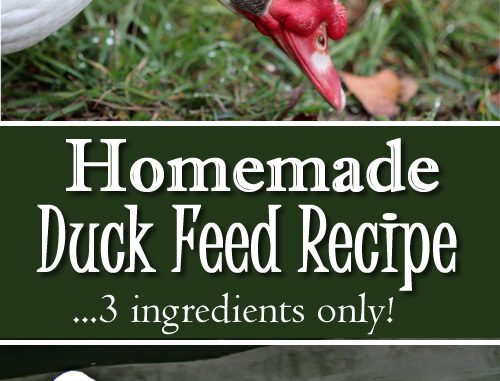 Homemade Duck feed Recipe