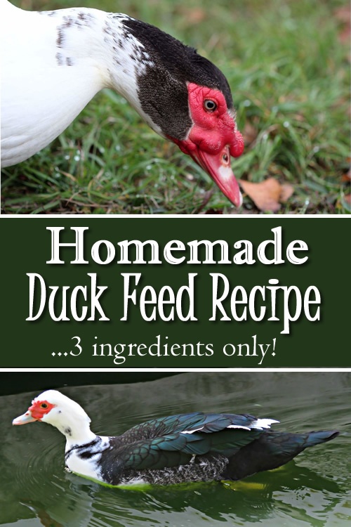 Homemade Duck Feed Recipe