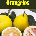 How To Grow Orangelos