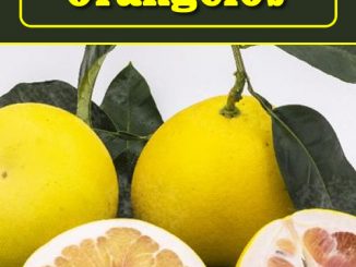 How To Grow Orangelos