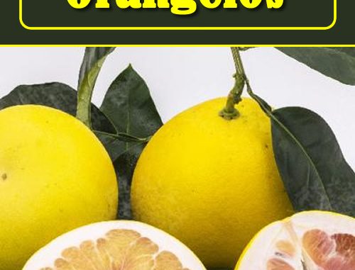 How To Grow Orangelos