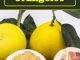 How To Grow Orangelos