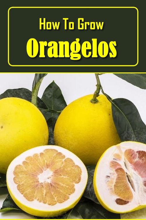 How To Grow Orangelos
