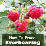 How To Prune Everbearing Raspberries